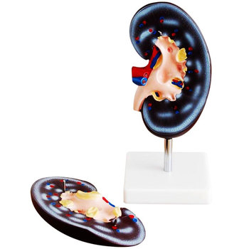 RIÑON TAMAÑO NATURAL