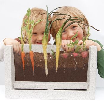 Terrario Crecimiento De Las Plantas