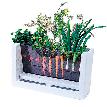 Terrario Crecimiento De Las Plantas