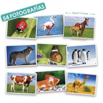 Fotografias De Animales