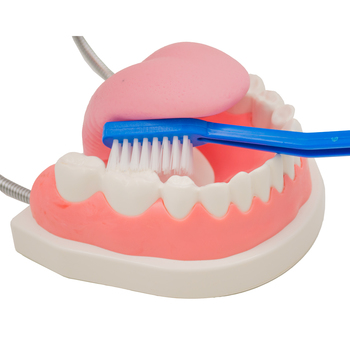 Dentadura Con Cepillo Y Lengua